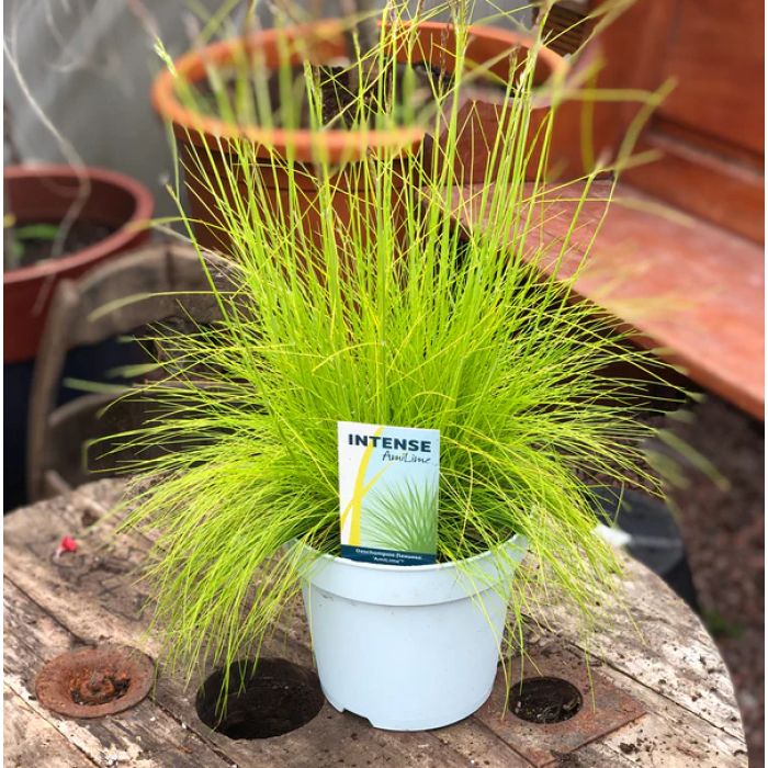 Deschampsia Amilime - Pianta per terrari aridi