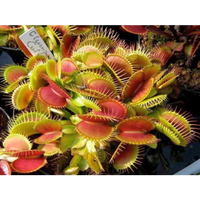 Dionaea Muscipula - Taglia XL