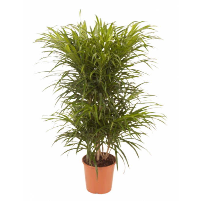 Dracaena Anita 60cm