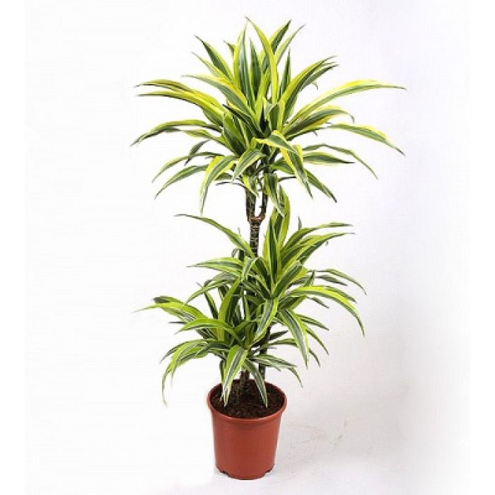 Dracaena Golden Coast 70cm