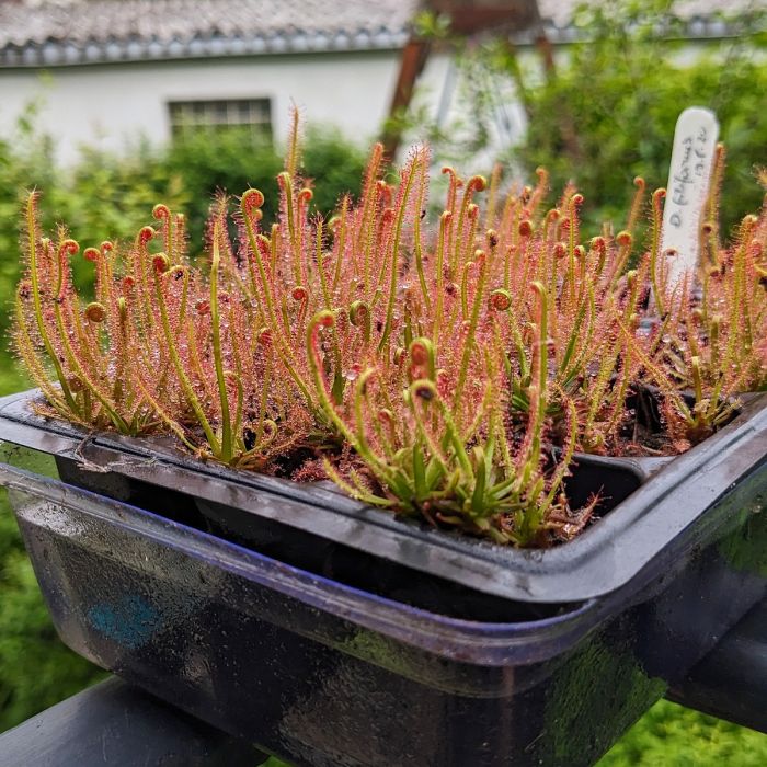 Drosera filiformis