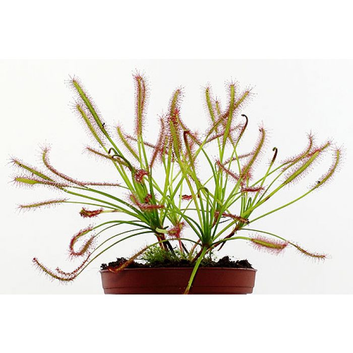 Pianta Carnivora Drosera Capensis