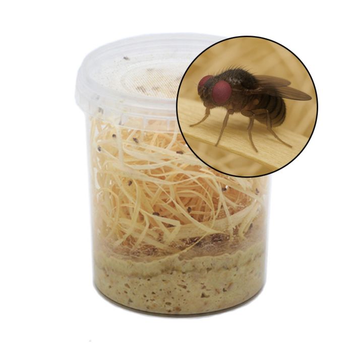 1 Litro Drosophila Hydei