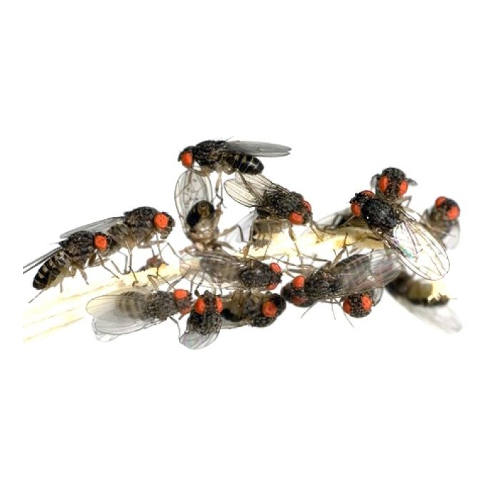 1/2 Litro Drosophila Hydei