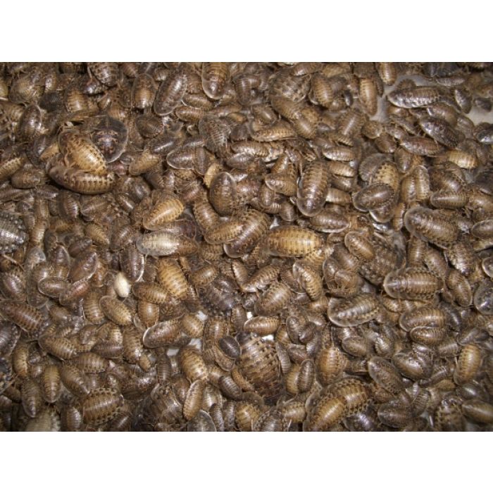 Box 1/2 Kg Blatte Dubia Medie (circa 400-500 Pezzi)