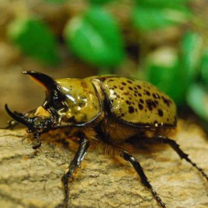 Larva di Dynastes tytus