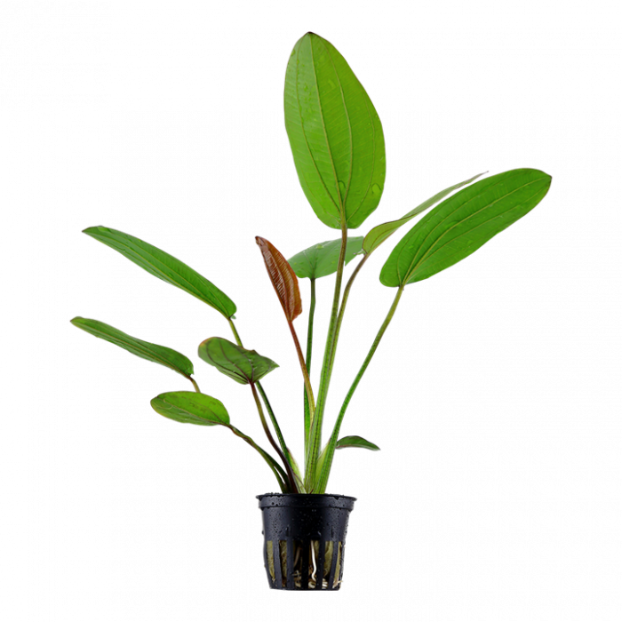 Tropica Echinodoro 'Barthii'