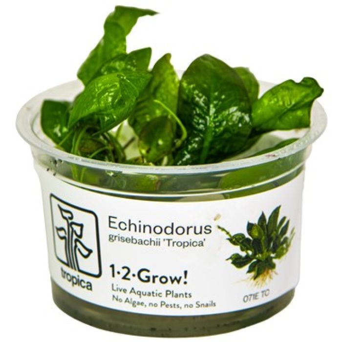 Tropica Echinodorus grisebachii 'Tropica' 1-2-Grow!
