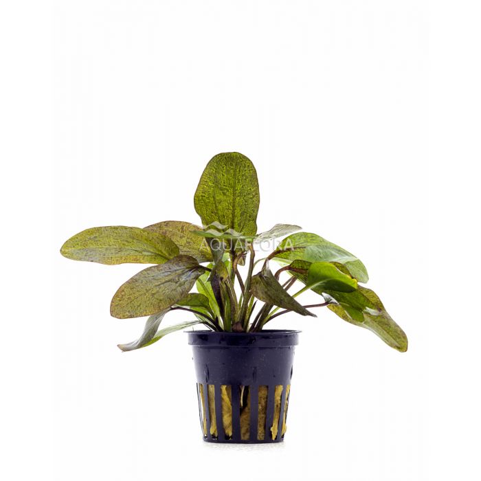 Echinodorus 'ozelot' Red