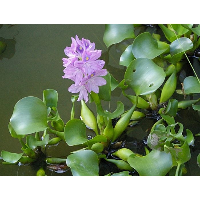 Eichhornia Crassipes (giacinto D'acqua)