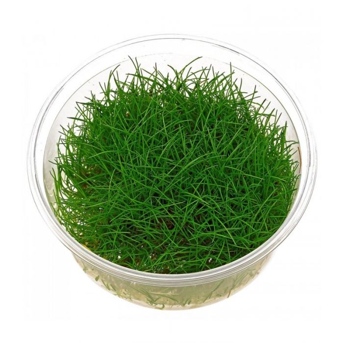 Eleocharis Parvula in vitro cup