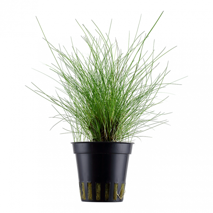 Tropica Eleocharis parvula