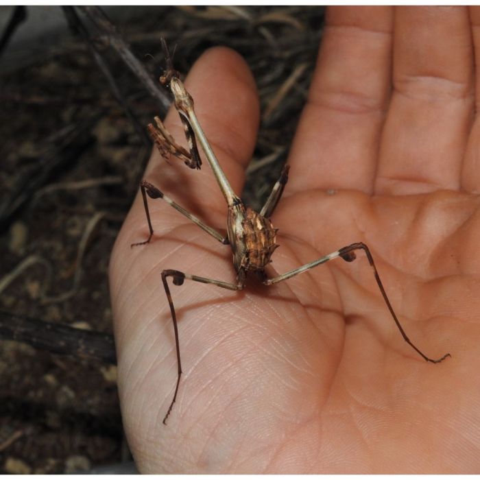 Empusa heddenborgii - COPPIA SUBADULTA