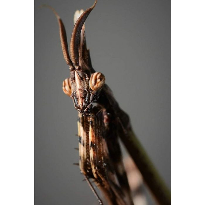 Empusa hedenborgii