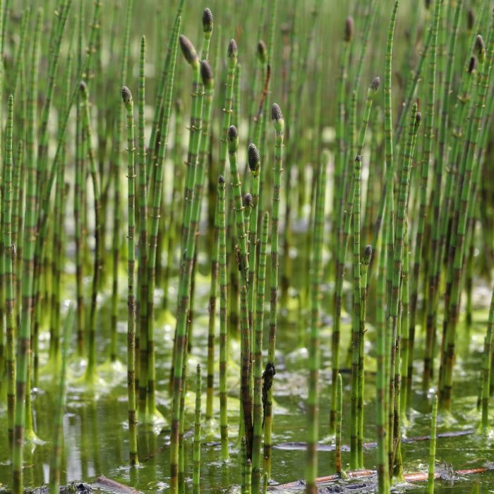 Equisetum fluviatile