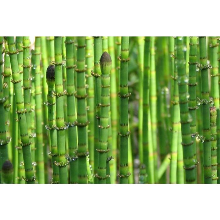 Equisetum hyemale