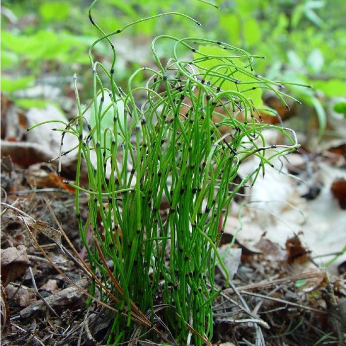 Equisetum scirpoides