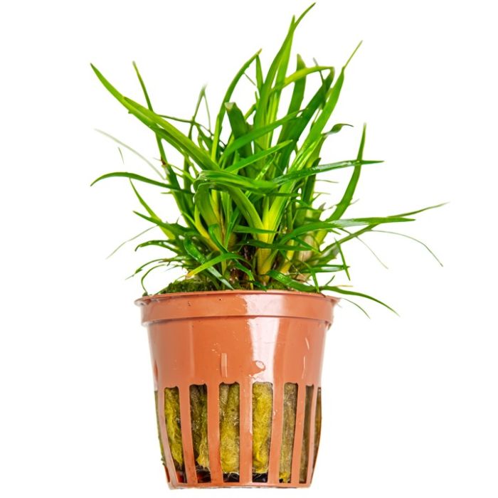 Tropica - Eriocaulon sp. 'Vietnam'