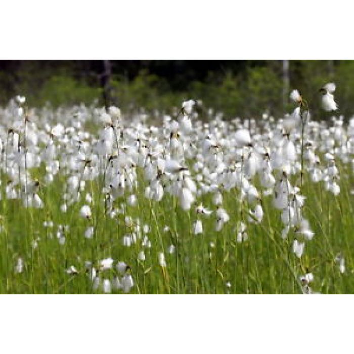 Eriophorum Latifolium