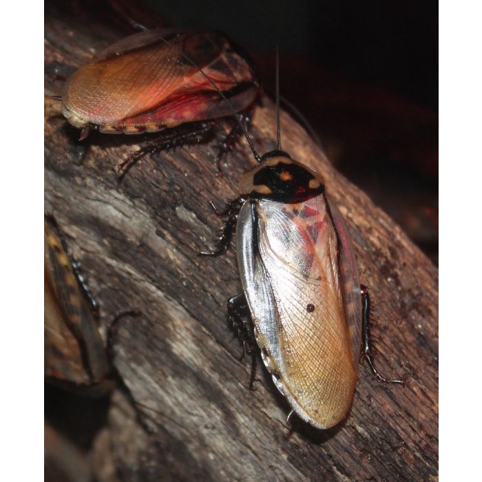 Eublaberus serranus "Brazil, Mato Grosso, Pantanal" - 10 pezzi