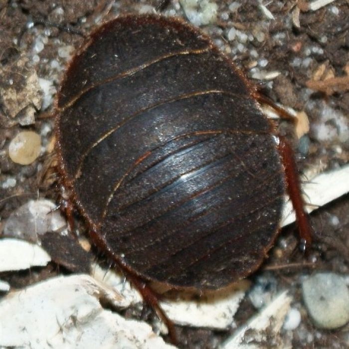 Eupolyphaga sinensis "China" - 10 pezzi