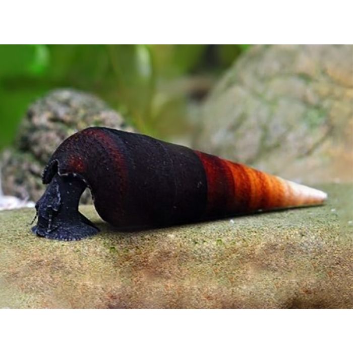 Lumaca Faunus Ater - Black devil Snail