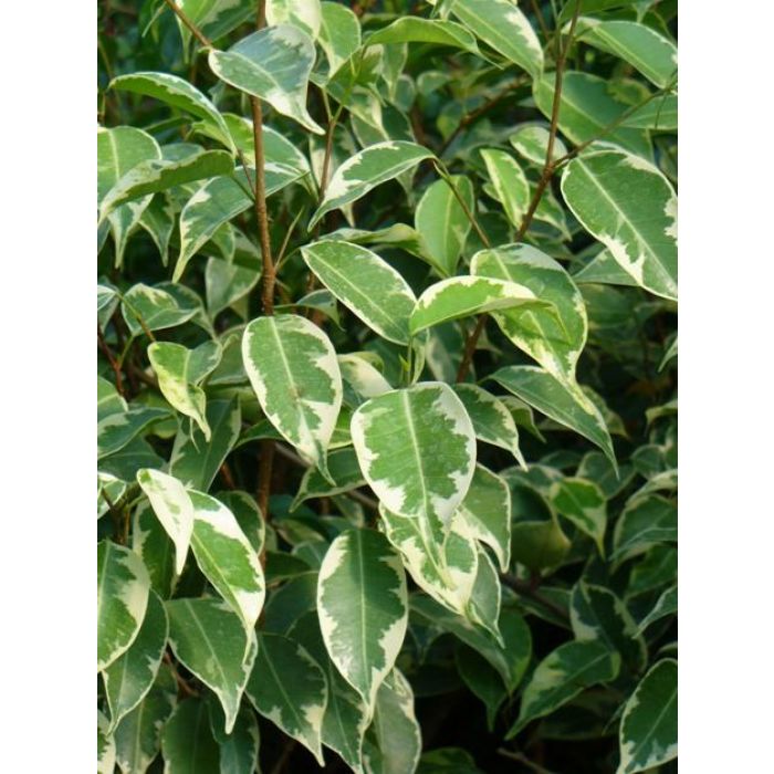 Ficus Benjamina 50-60cm