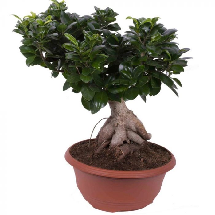 Bonsai di Ficus Ginseng in Ciotola 40cm
