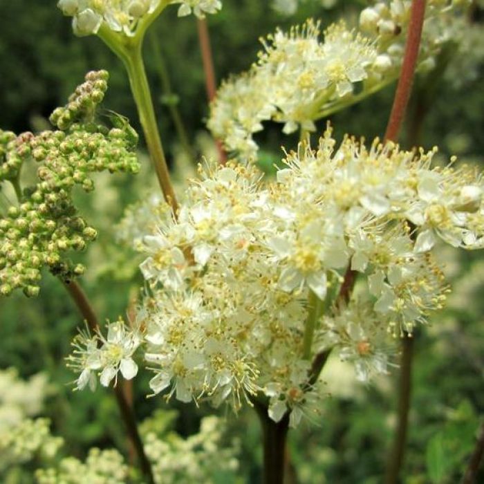 Filipendula ulmaria