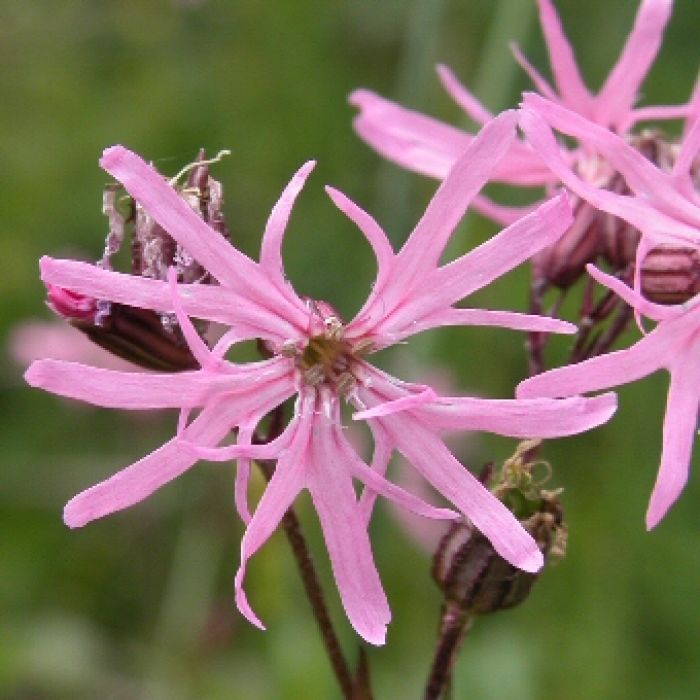 Lychnis Flos-cuculi - Silene Fior Di Cuculo