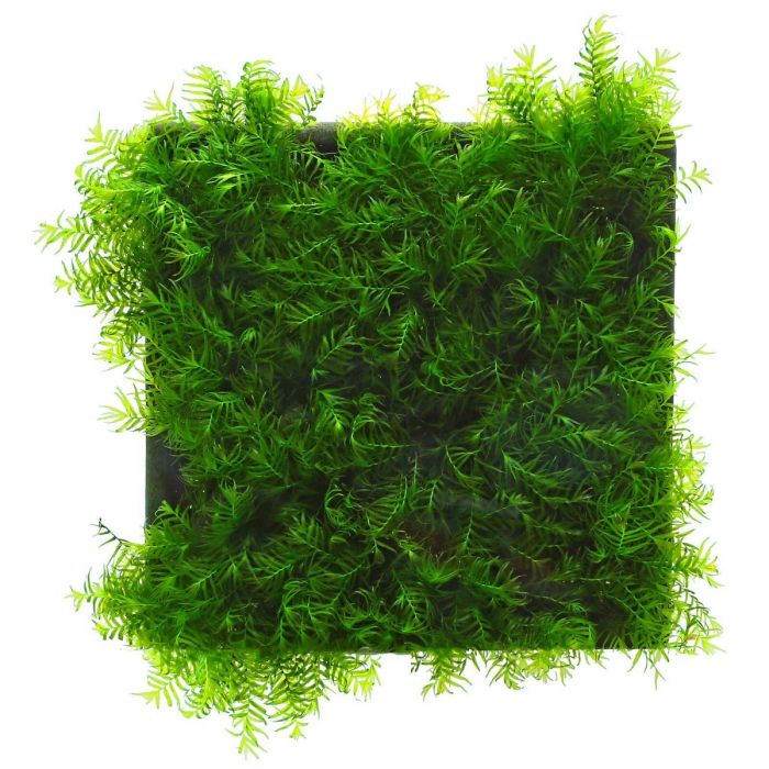 Tropica - Fissidens fontanus "Phoenix moss" su griglia in acciaio 5x5cm