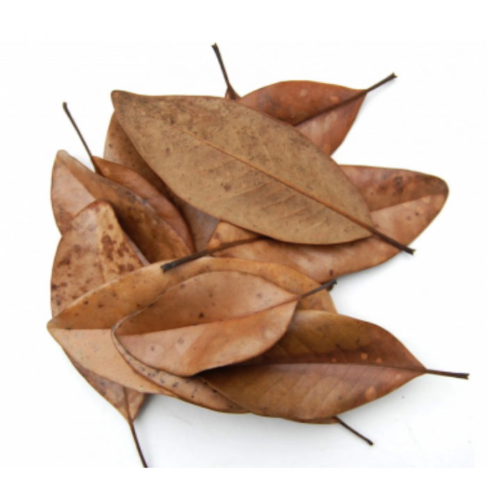 Magnolia leaf 1 litro - Foglie di magnolia essiccate per isopodi e terrari