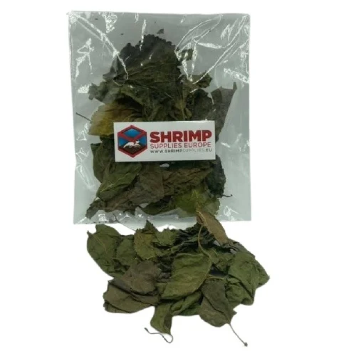Foglie di Gelso essiccate 10gr