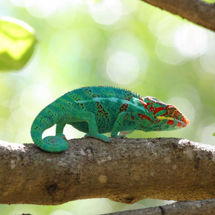 Furcifer pardalis Baby varie Locality