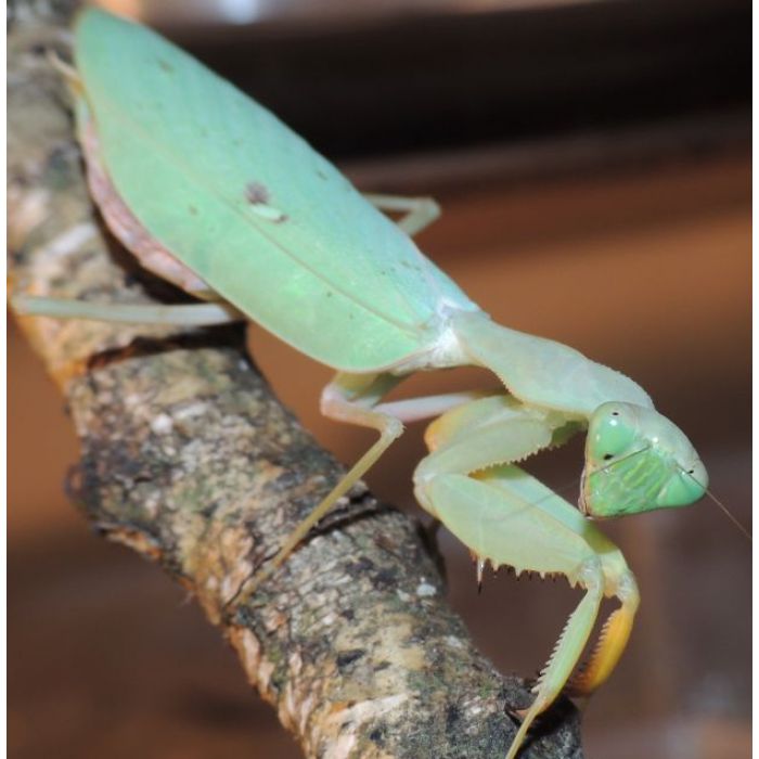 Sphodromantis Gastrica - Mantide gigante africana