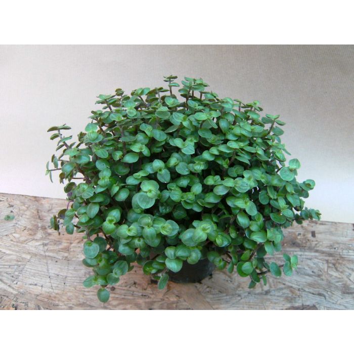 Callisia Repens