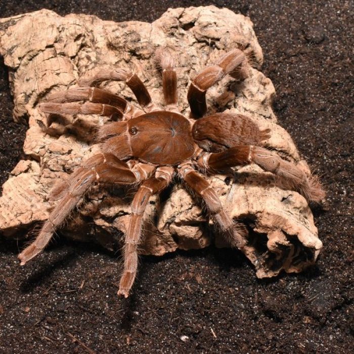 Hysterocrates gigas XL