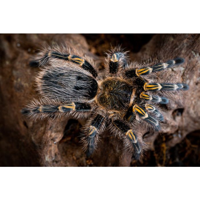 Grammostola pulchripes