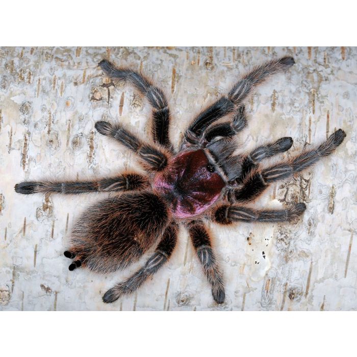 Grammostola rosea