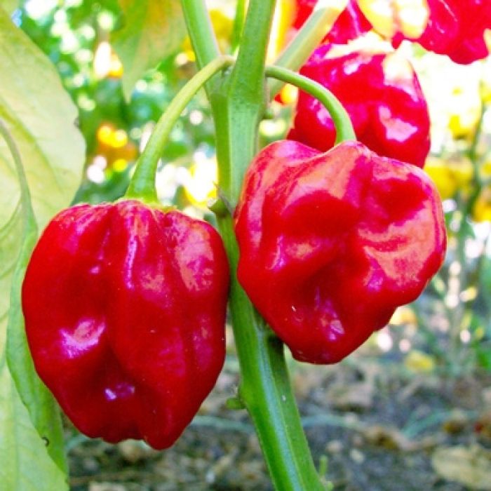 Pianta Di Peperoncino Habanero Rosso