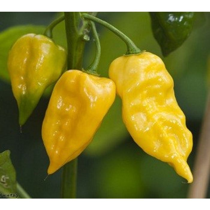 Pianta Di Peperoncino Habanero "lemon" - Pianta Grande