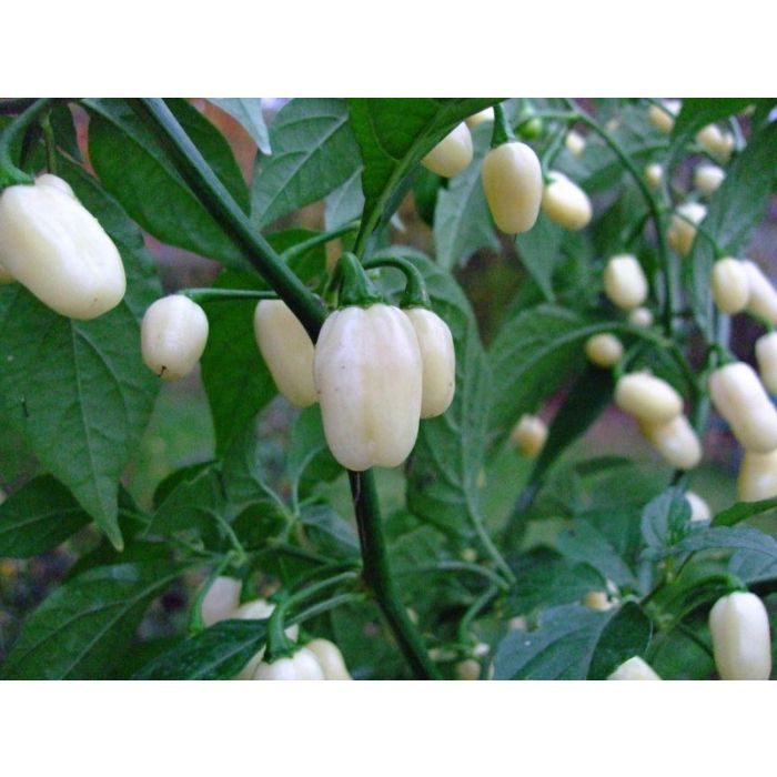 Pianta Di Peperoncino Habanero White