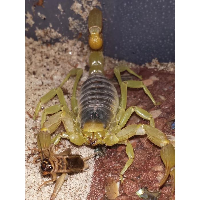 Hadrurus arizonensis - Taglia L