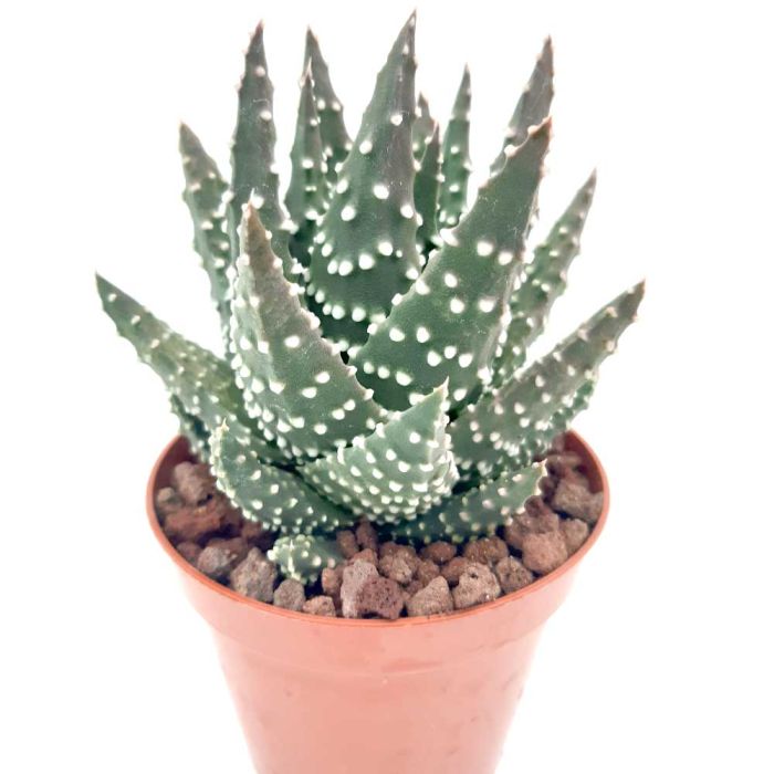 Haworthia margaritifera