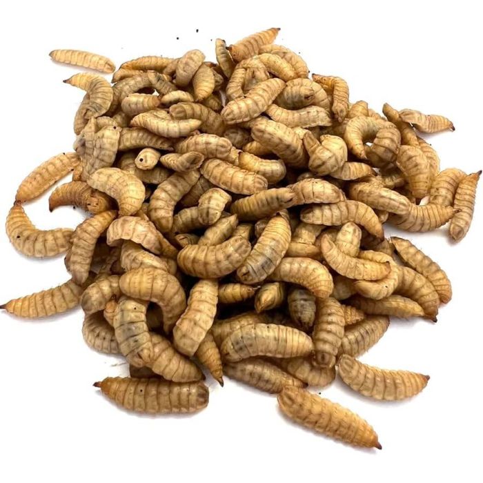 Hermetia Illucens Small – 200 Larve Vive | Ideali per Baby Rettili e Anfibi