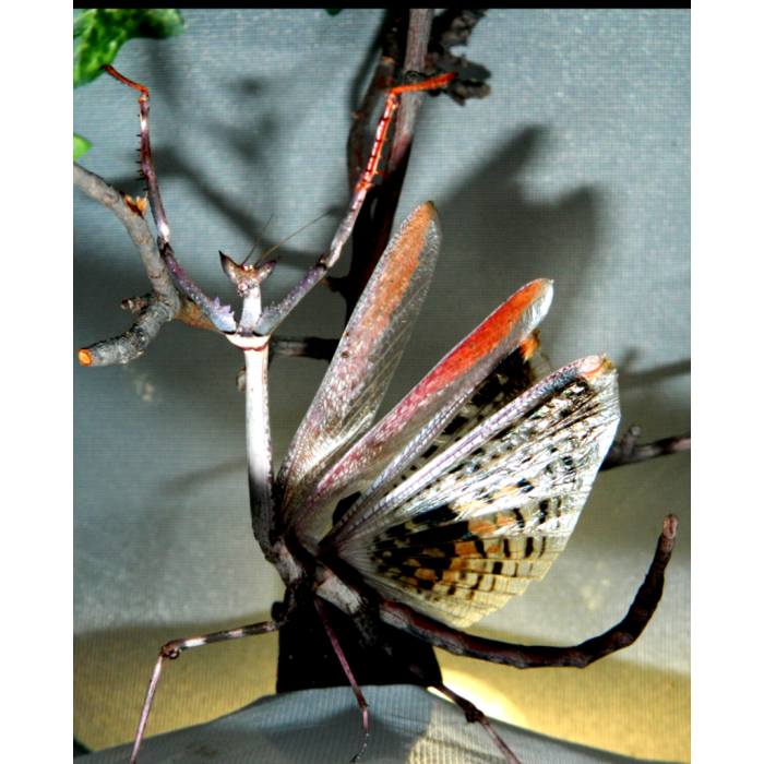 Heterochaeta orientalis - Mantide Stecco Gigante