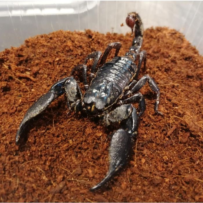 Heterometrus cyaneus