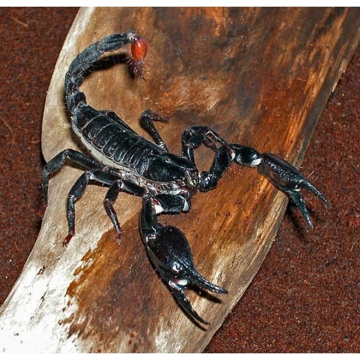 Heterometrus longimanus