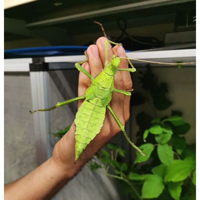 Heteropteryx dilatata - Fasmide Gigante della Malesia