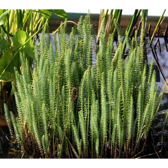 Hippuris vulgaris